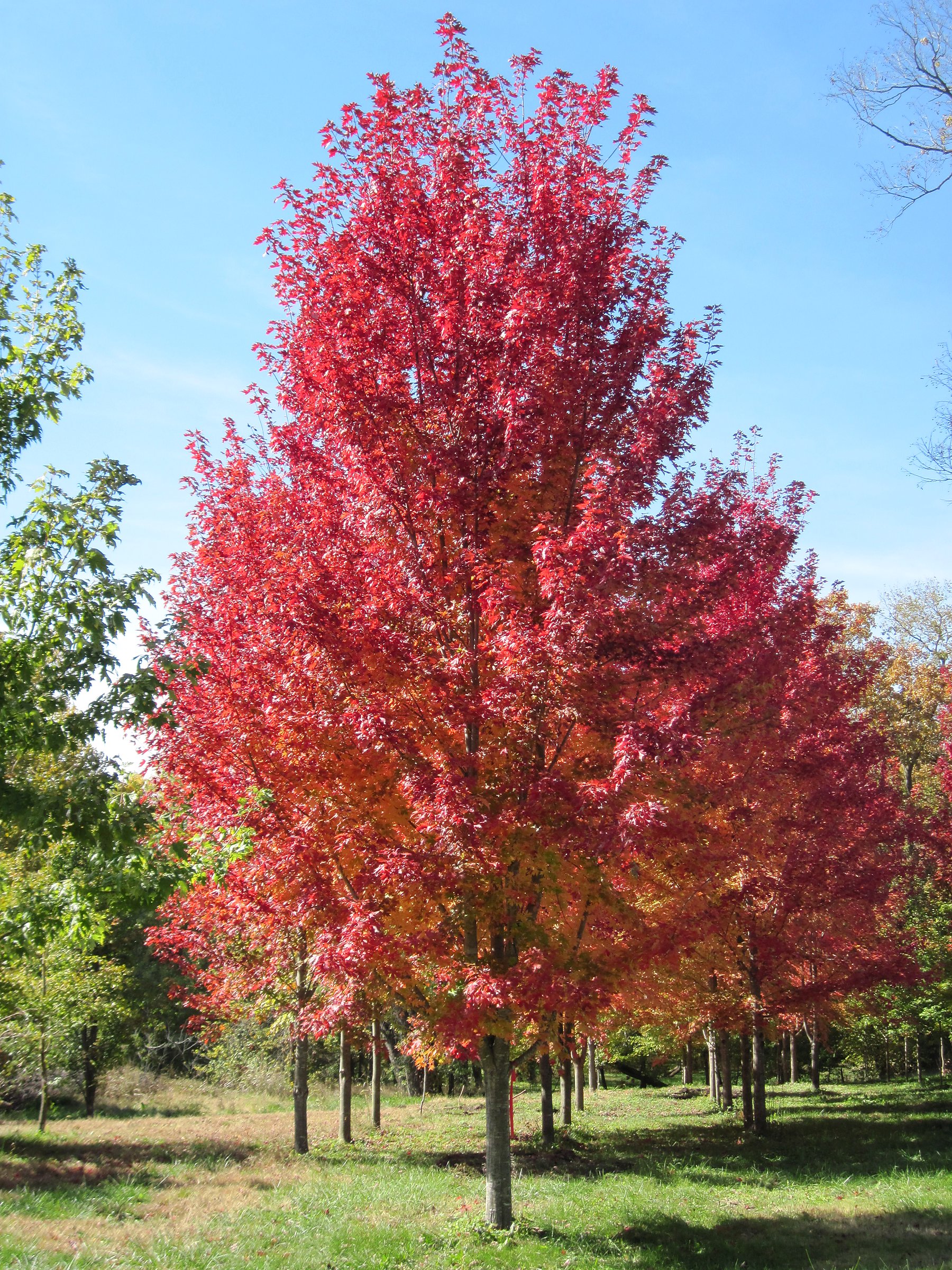 Autumn Blaze Maple