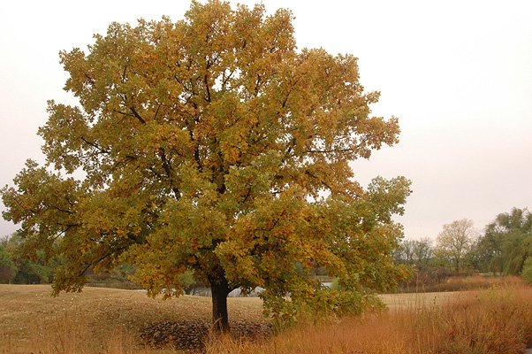 Burr Oak