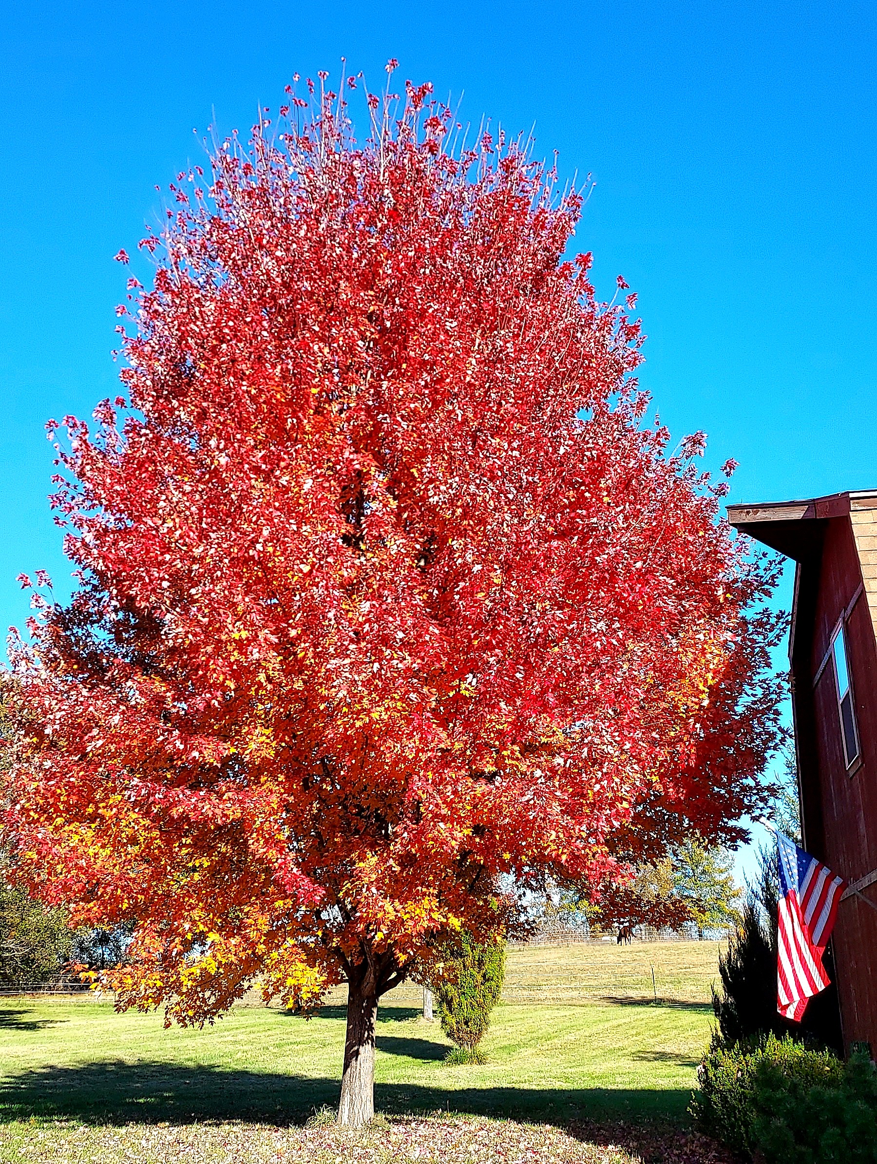 Mature red maple in fall color beside a home