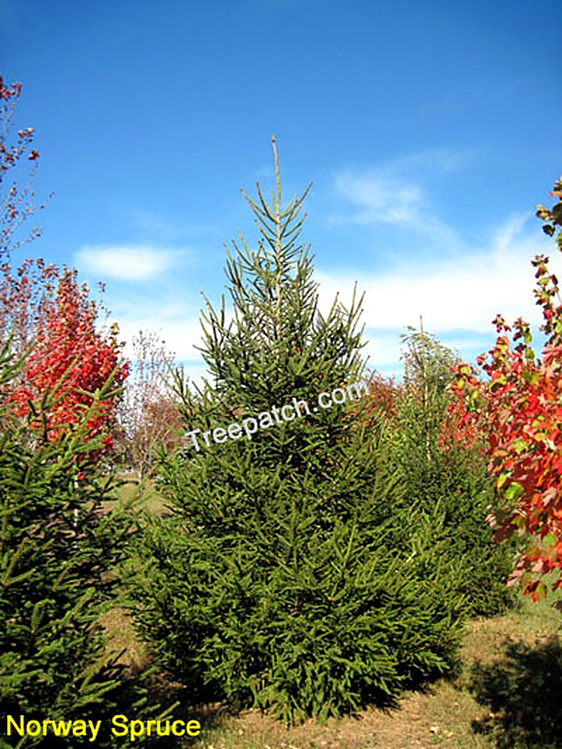 Norway Spruce