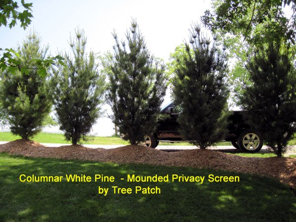 A finished row of transplanted maples