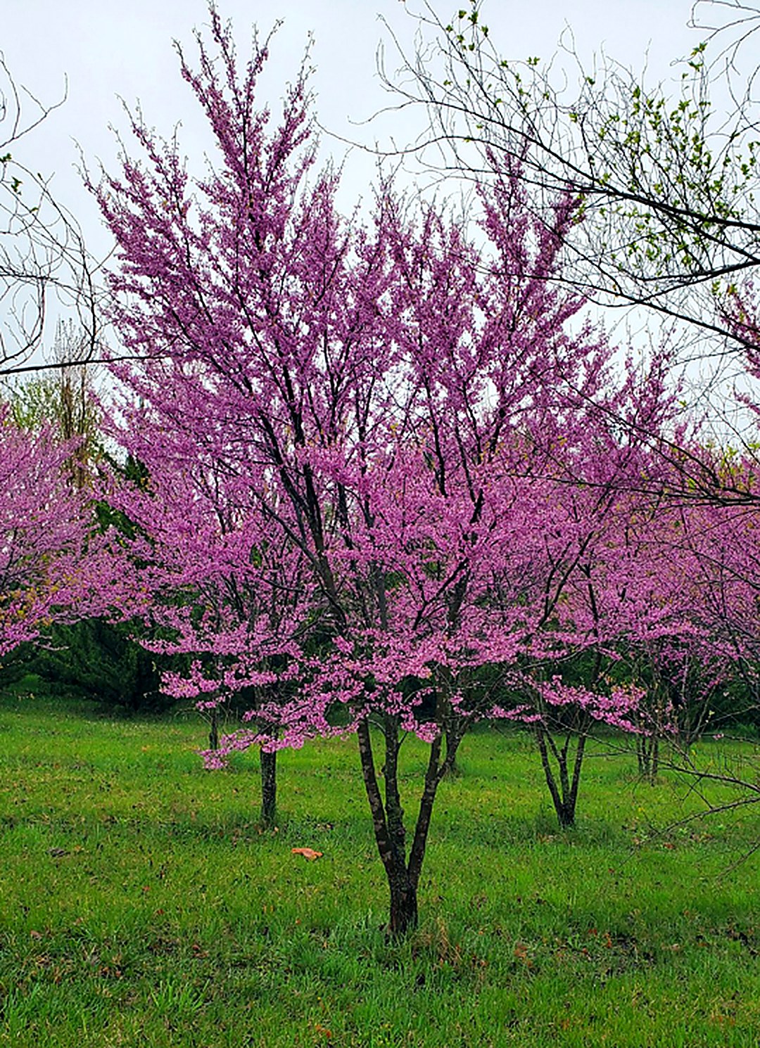 Eastern Redbud
